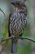 Tooth-billed Bowerbird