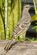 Great Bowerbird