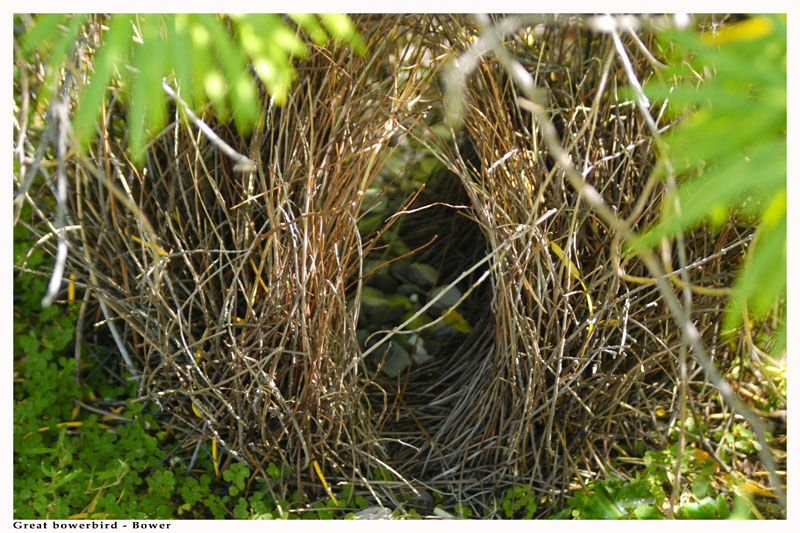 Great Bowerbird