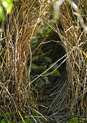 Great Bowerbird