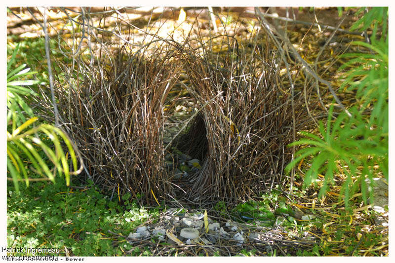 Great Bowerbird, Reproduction-nesting