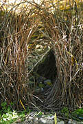 Great Bowerbird