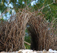 Great Bowerbird