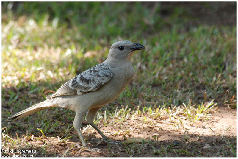 Great Bowerbirdadult, identification