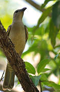 Great Bowerbird