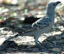 Great Bowerbird