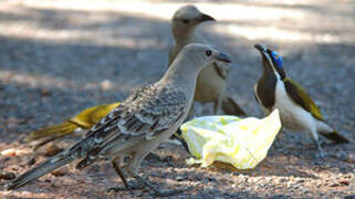 Great Bowerbird