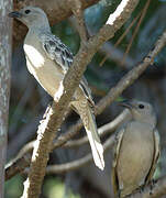 Great Bowerbird