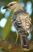 Great Bowerbird