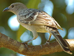 Great Bowerbird