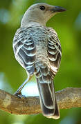 Great Bowerbird