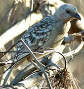 Great Bowerbird