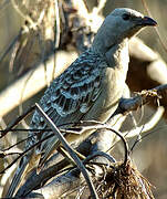 Great Bowerbird