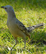 Great Bowerbird