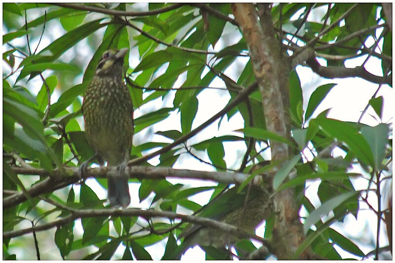 Black-eared Catbirdadult