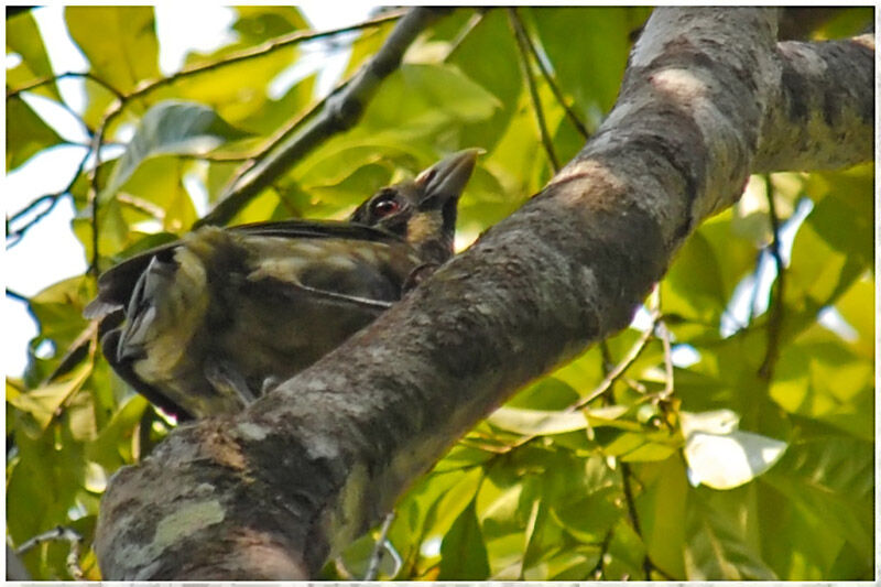 Black-eared Catbirdadult