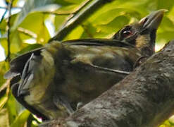 Black-eared Catbird