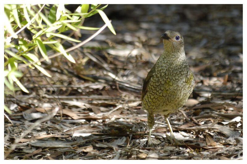 Satin Bowerbird female adult