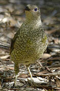 Satin Bowerbird