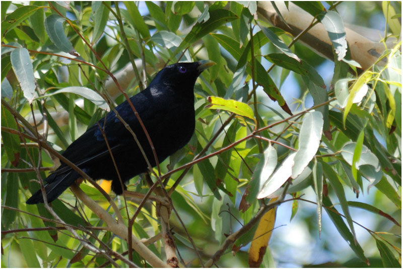 Satin Bowerbird male adult