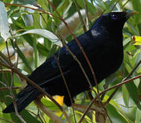 Satin Bowerbird