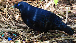 Satin Bowerbird