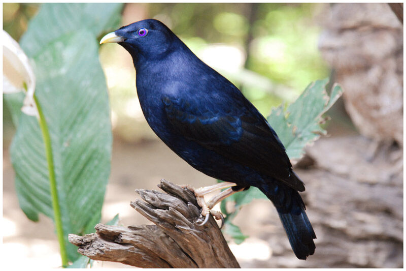 Satin Bowerbird male adult breeding