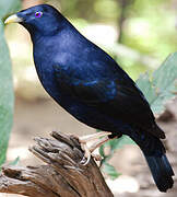 Satin Bowerbird