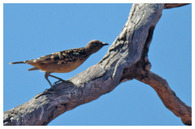 Western Bowerbird