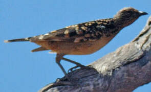 Western Bowerbird