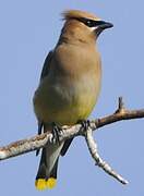 Cedar Waxwing