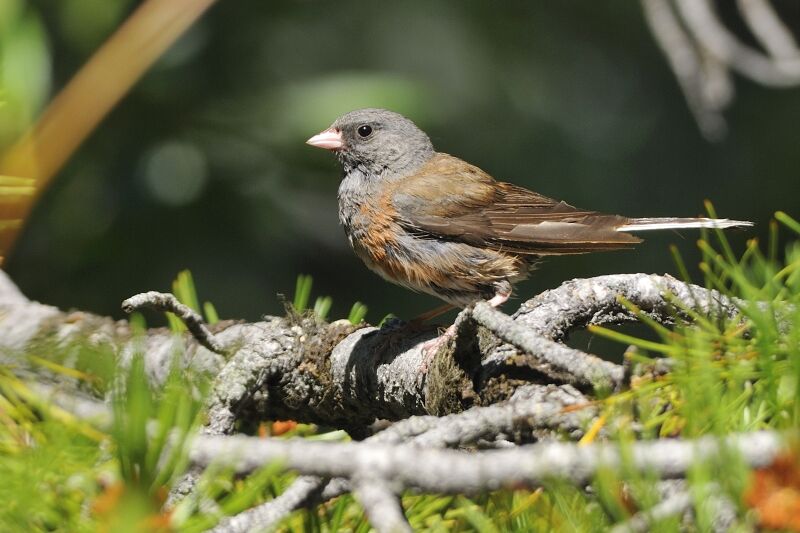 Junco ardoisé femelle adulte