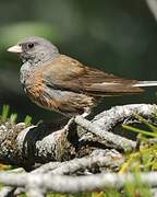 Dark-eyed Junco