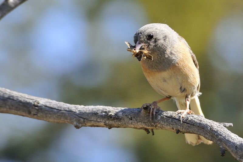 Dark-eyed Junco female adult breeding