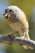 Dark-eyed Junco