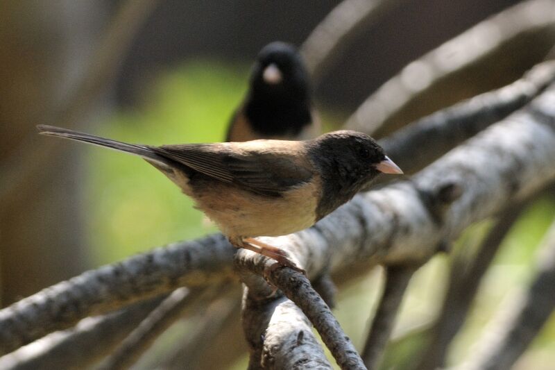 Junco ardoisé mâle adulte