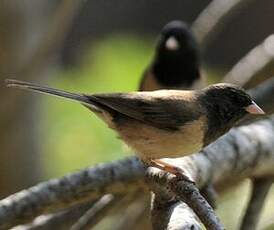 Junco ardoisé