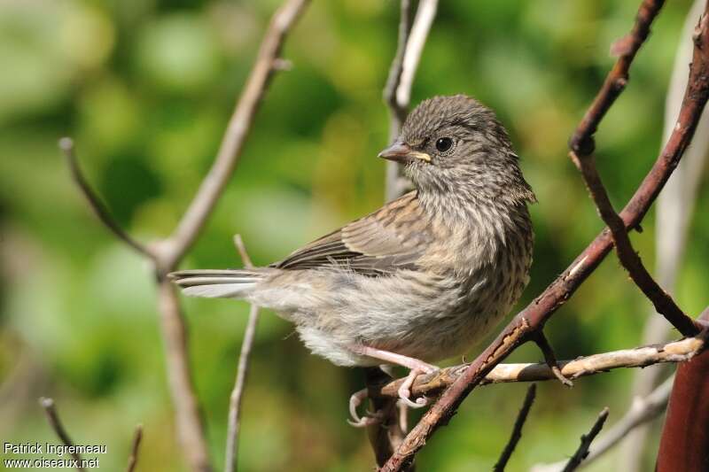 Junco ardoiséjuvénile, identification