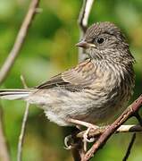 Junco ardoisé