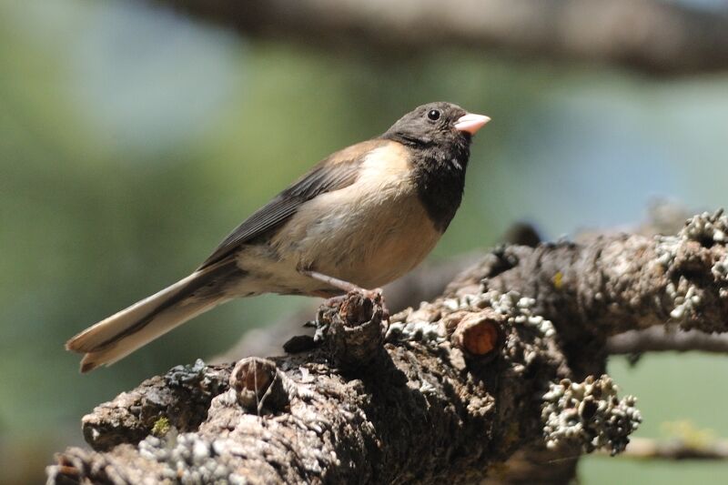 Dark-eyed Junco male adult