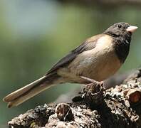 Junco ardoisé