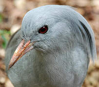 Kagu