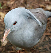 Kagu