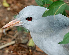 Kagu