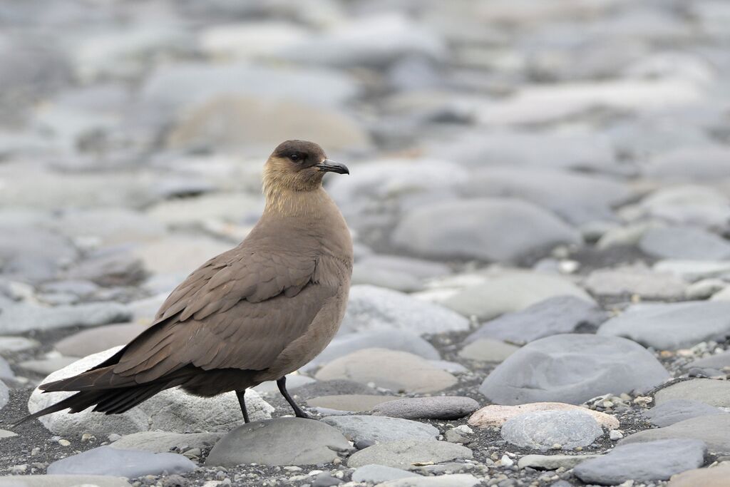 Parasitic Jaegeradult