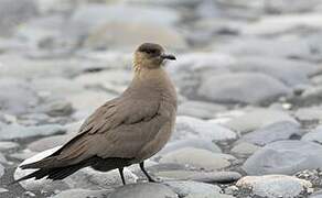 Parasitic Jaeger