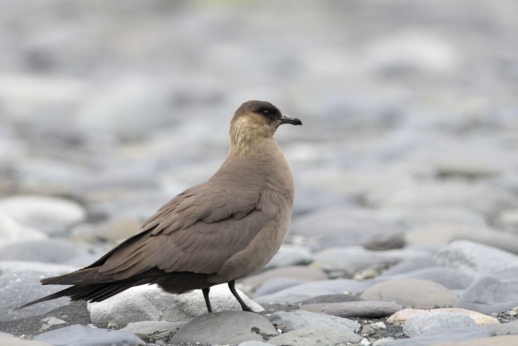 Parasitic Jaegeradult