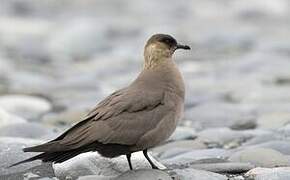 Parasitic Jaeger