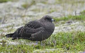 Parasitic Jaeger