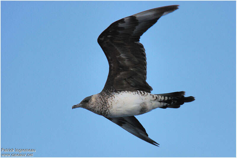 Pomarine JaegerThird  year, pigmentation, Flight